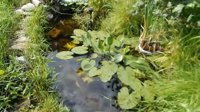 Живность в искусственном водоёме смотреть онлайн