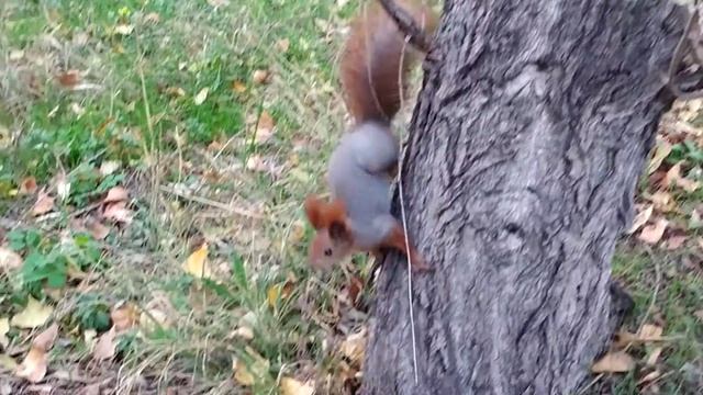 Squirrel, nuts, tree stump and autumn!(life story)/Белка, орехи, пень и осень!) смотреть онлайн