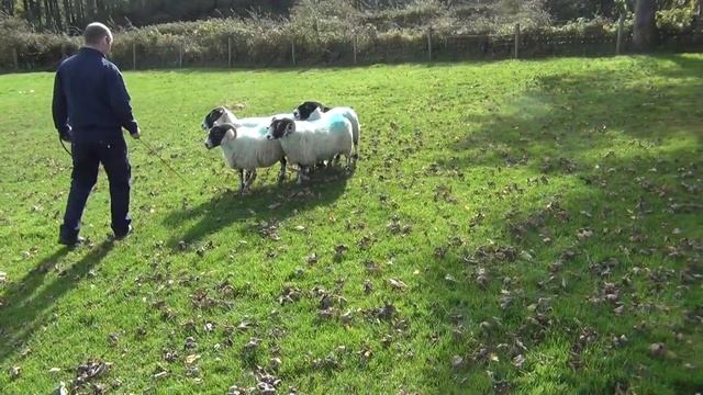 Peg Lot No. 100 Skipton Dog Auction 12th October 2018 смотреть онлайн