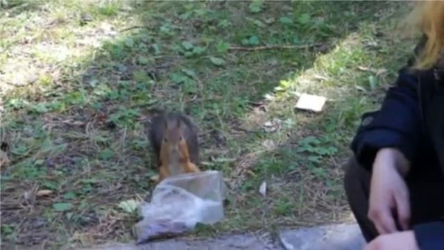 Ручная белка Squirrel смотреть онлайн