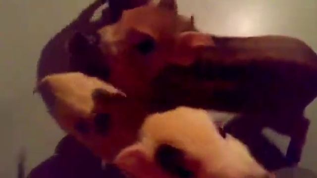 Показываем мастерство!😁 Минипиги, минипиг, микропиги, микропиг, minipig, micropig, питомник, Рязань смотреть онлайн