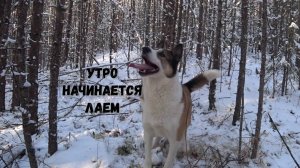 У НАС ПОСЕЛИЛАСЬ РЫСЬ. ФОТОЛОВУШКА НА ГЛУХАРЯ.