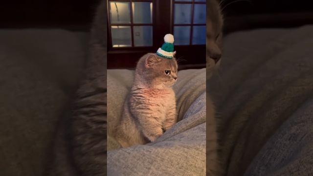 Взрослый но говорить одеть шапку #shorts