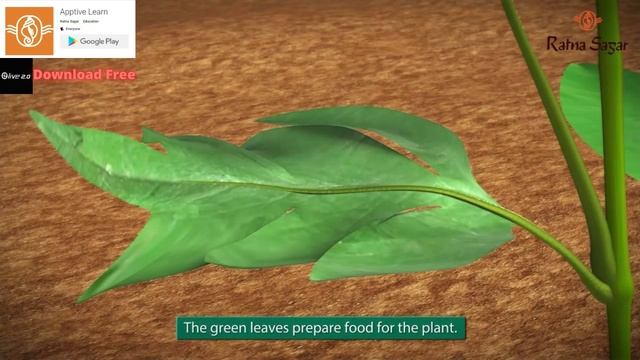 Parts of a Plant : Different parts of plants and their functions | Parts of plant For Kids смотреть онлайн