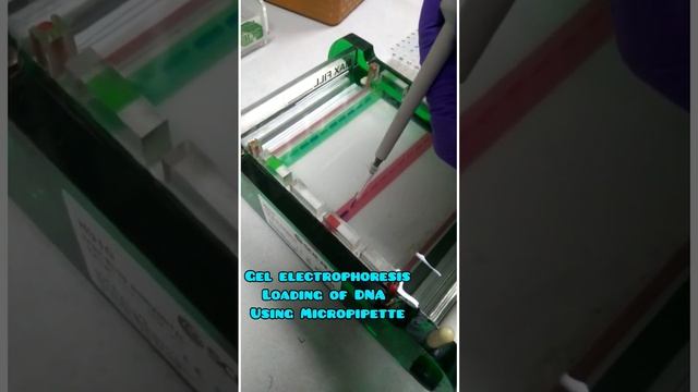 #gelelectrophoresis || #agarose gel #quantification of DNA with 0.8% agarose gel # micropipette смотреть онлайн
