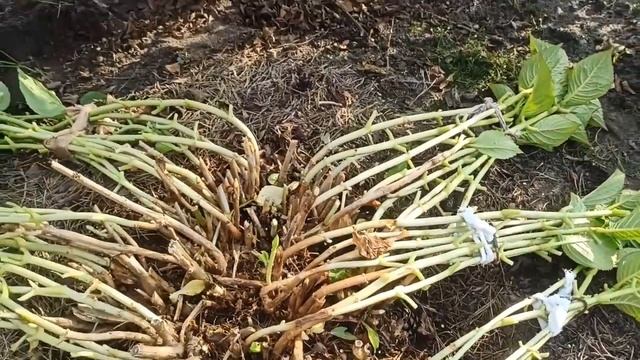 💁🌺 Подготовка крупнолистной гортензии к зиме 🌺🌺🌺. смотреть онлайн