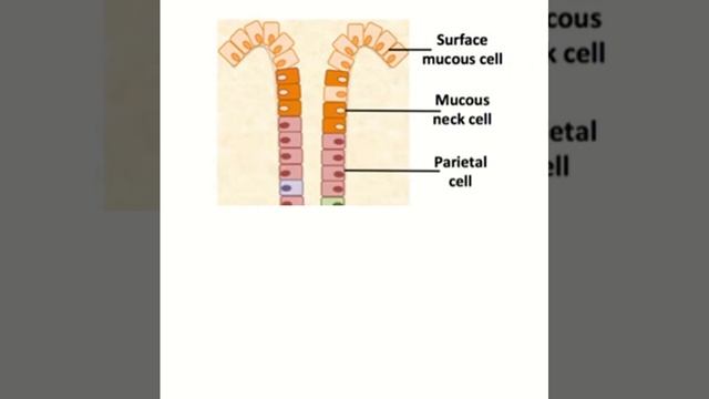 Cells of the Gastric Gland: Functions and Features смотреть онлайн