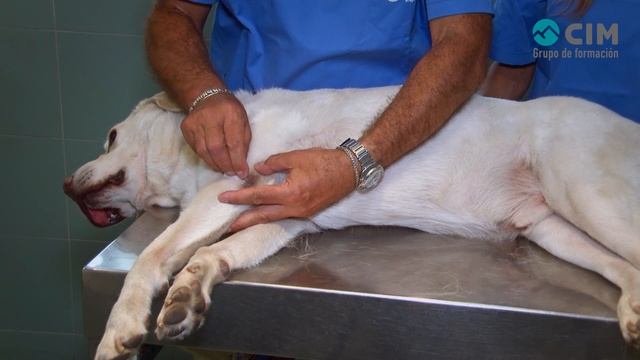 Toma de muestras dermatológicas raspados смотреть онлайн