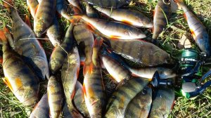 ЛОВЛЯ ОКУНЯ НА МАЛЬКА.