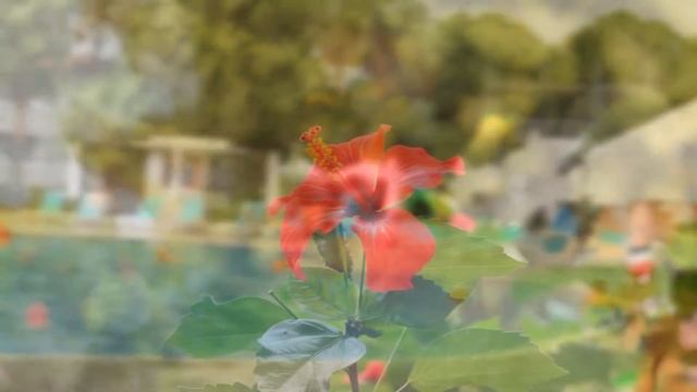 Master Family Club Side 5* TURKEY #MasterFamilyClub  #Turkey #sideturkey #side