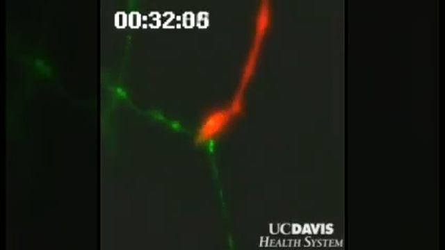 UC Davis researchers visualize formation of a new synapse смотреть онлайн
