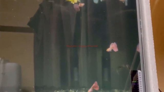 Guppy Fish Care – Do Guppies Need Substrate ? смотреть онлайн