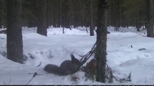 Белка подралась с птицей и отобрала у нее приманку. Вот что сняла Фотоловушка.