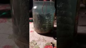Востановление серебра из раствора (медью)