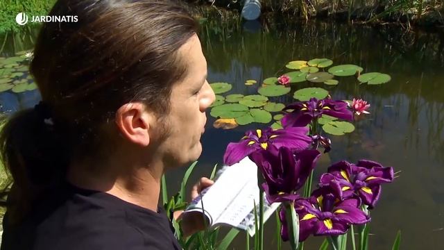 Estanque con lirios de agua - Decogarden - Jardinatis смотреть онлайн