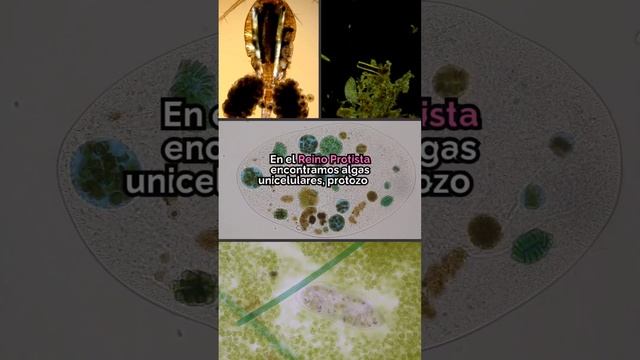 🌟 Reinos de la Naturaleza: ¡Una Aventura Increíble! 🐠🌺 смотреть онлайн
