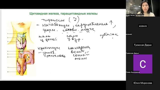 эндокринная система смотреть онлайн