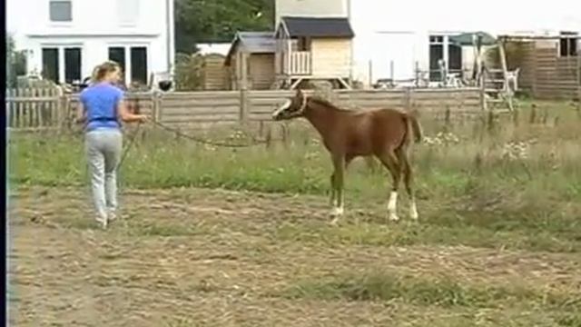 Young colt Muratah first time online on a halter - long смотреть онлайн