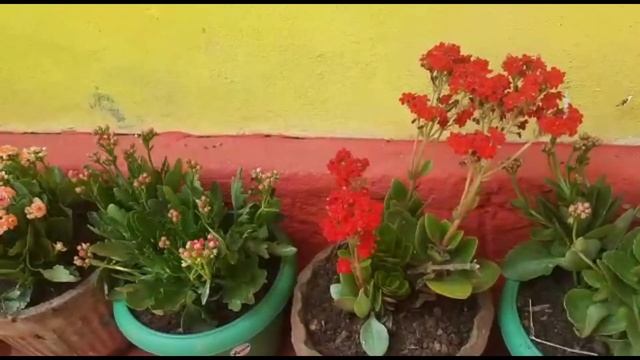 Flower garden in Coorg - Part 2!!! | The Tech Trends смотреть онлайн