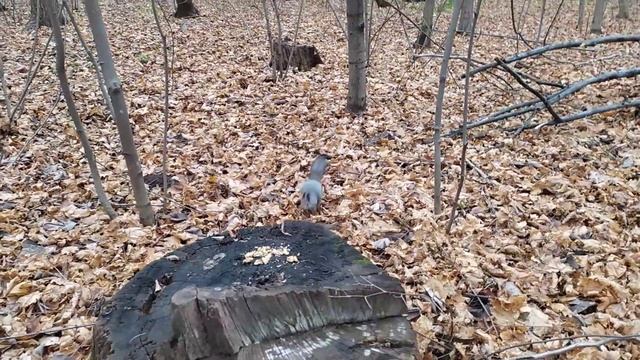 Белка отгоняет другую белку от орехов. Полное видео. смотреть онлайн