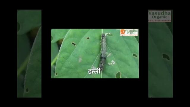 How to Control Fall Army Worm in Maize Crop (Organic Farming). Full guide in hindi смотреть онлайн