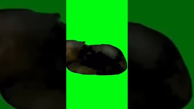 Кот танцует #shorts