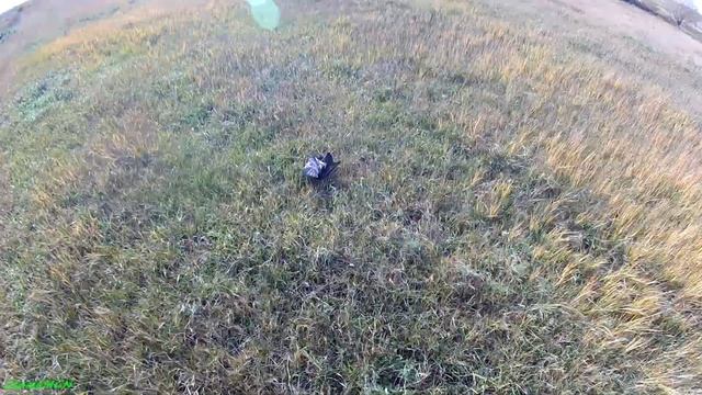 Охота на серую ворону. смотреть онлайн
