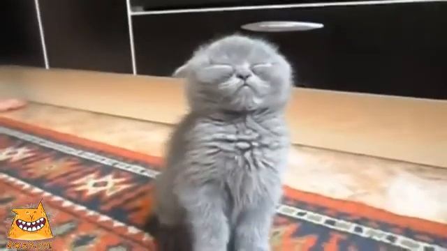Я на работу с утра на работу. ЯжеКОТ! смотреть онлайн
