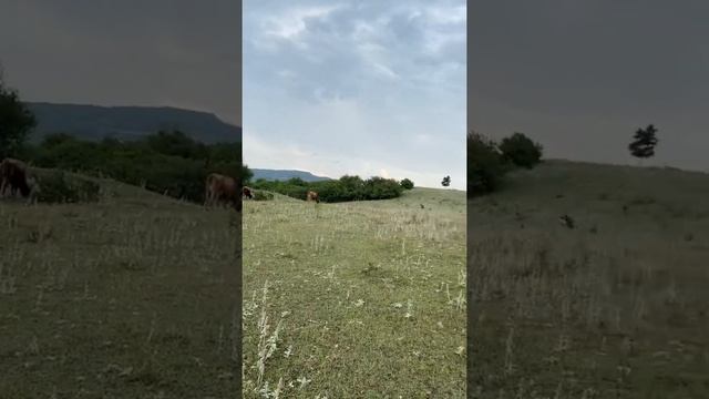 Праздник Курбан Байрам в кругу родных смотреть онлайн