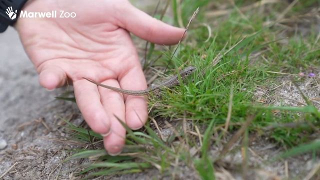 We’ve reintroduced the UK’s rarest lizard back into the wild! 🦎 смотреть онлайн