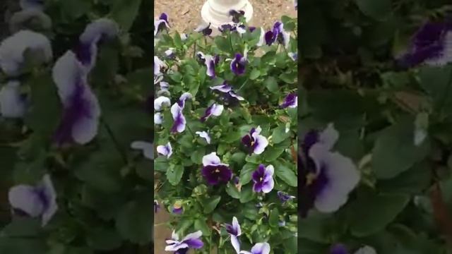 Codominant trait смотреть онлайн
