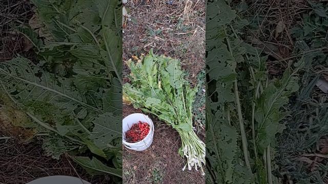 Простые и доступные витамины. смотреть онлайн