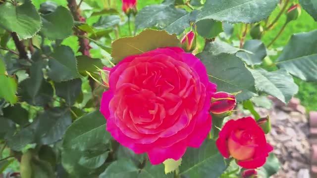 #Обзор роз на 30 июня 2024 г. 🌹Эта роза заслужила много внимания в прошлом сезоне!🌹 смотреть онлайн