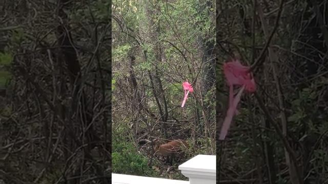 Лиса краса, воротник бродит. смотреть онлайн