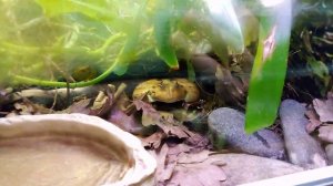 Московский зоопарк. Амазонская рогатка.