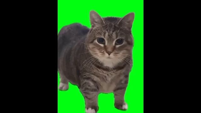 Кот танцует под музыку 1 час мем смотреть онлайн