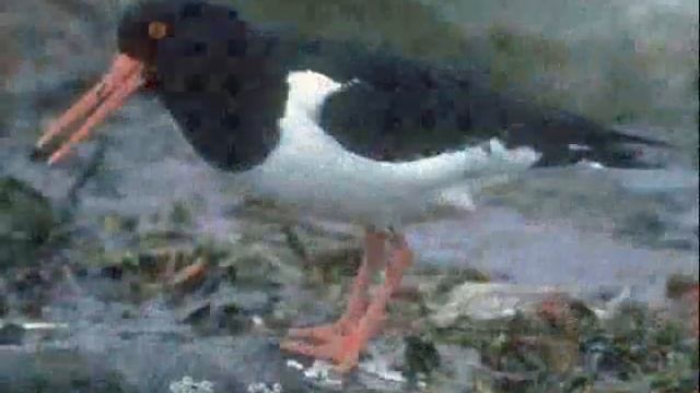 Birds in Malta (Europe) смотреть онлайн