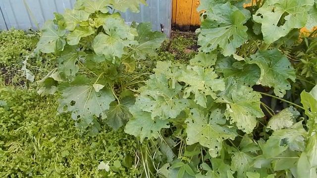 Град листья превратил в решето а жукам по фигу смотреть онлайн