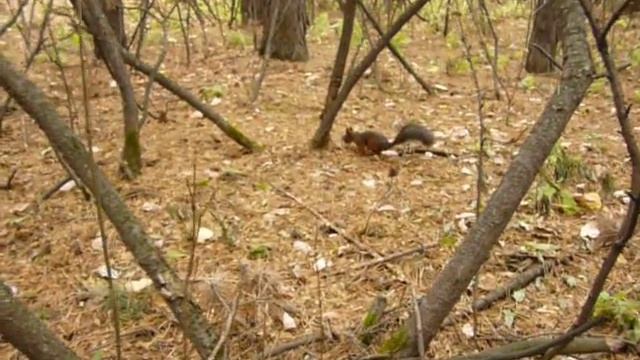 Белка и семечки. смотреть онлайн