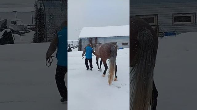 Орловский жеребец,4года,173+в холке,продается,дорого смотреть онлайн