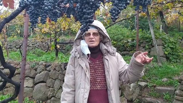 Наталія Бабота розповіла про роботи в саду і винограднику в листопаді смотреть онлайн