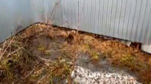 Обрезка яблонь лобзиком