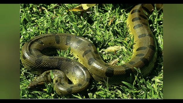 тушда илон курса нима булади | Tushda Ilon Ko'rsa