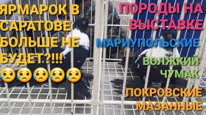 😥🔥😥 Ярмарка в Саратове больше не будет?! 🔥🔥🔥 Необычные породы голубей на выставке.