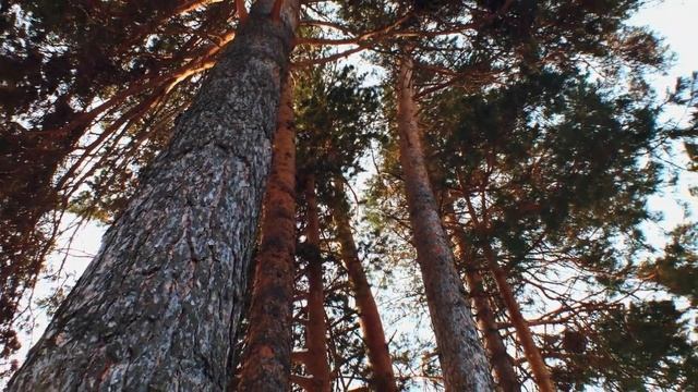 Лес зимой/Forest in winter смотреть онлайн