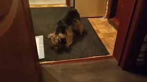 ДУМАЛ У МЕНЯ СОБАЧКА,А ЭТО МАЛЕНЬКИЙ КОЗЛИК! смотреть онлайн