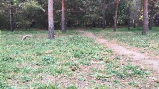 Алматы. Белки нашего города смотреть онлайн