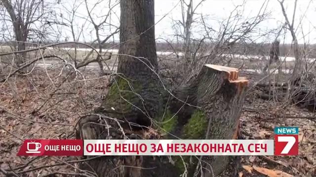 Безразборна сеч край с. Йорданово смотреть онлайн