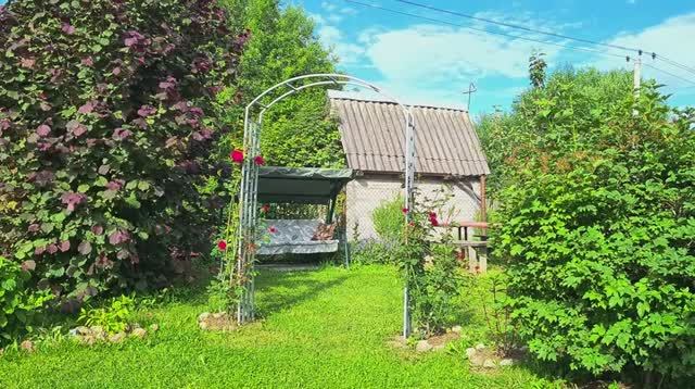 #Цветут розы Папа Джованни, Сурир де Перигё, Принцесса Анна, Абрахам Дерби, Крокус Роуз и др. смотреть онлайн