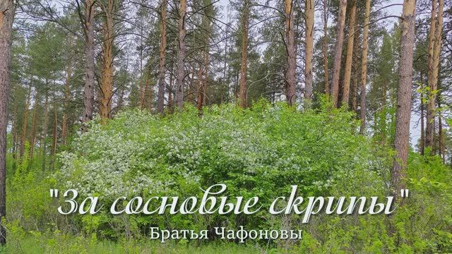 "За сосновые скрипы"